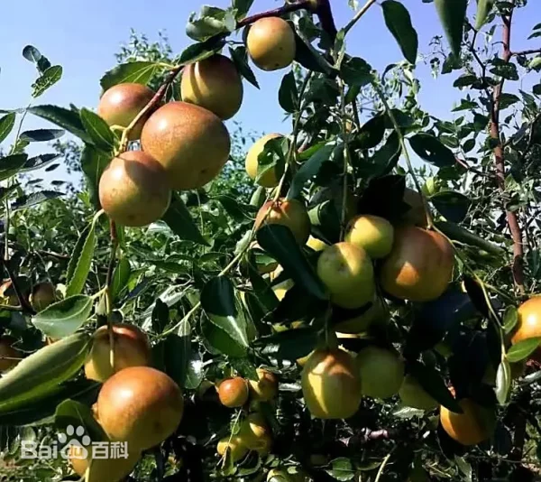 Yulingdang Jujube (玉铃铛枣)