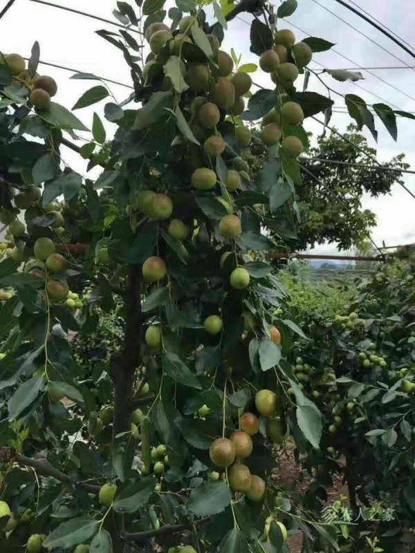 Yulingdang Jujube (玉铃铛枣) - Image 2