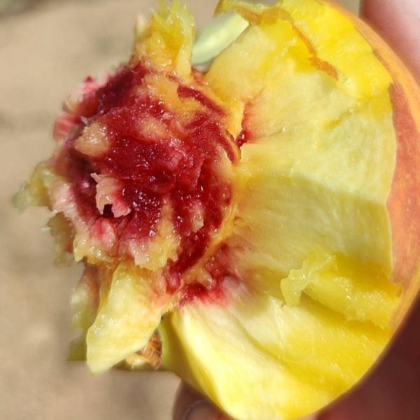 Shihuangguo Yellow Nectarine (石黄果黄油桃) - Image 2