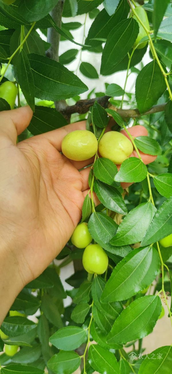 Mi Jujube (米枣)