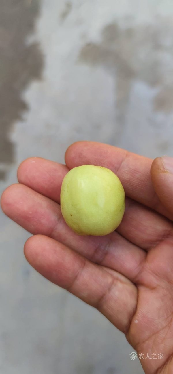 Mi Jujube (米枣) - Image 3