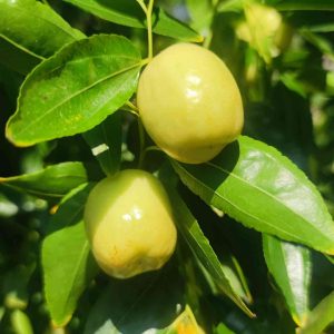 Rice Jujube Tree (米枣)