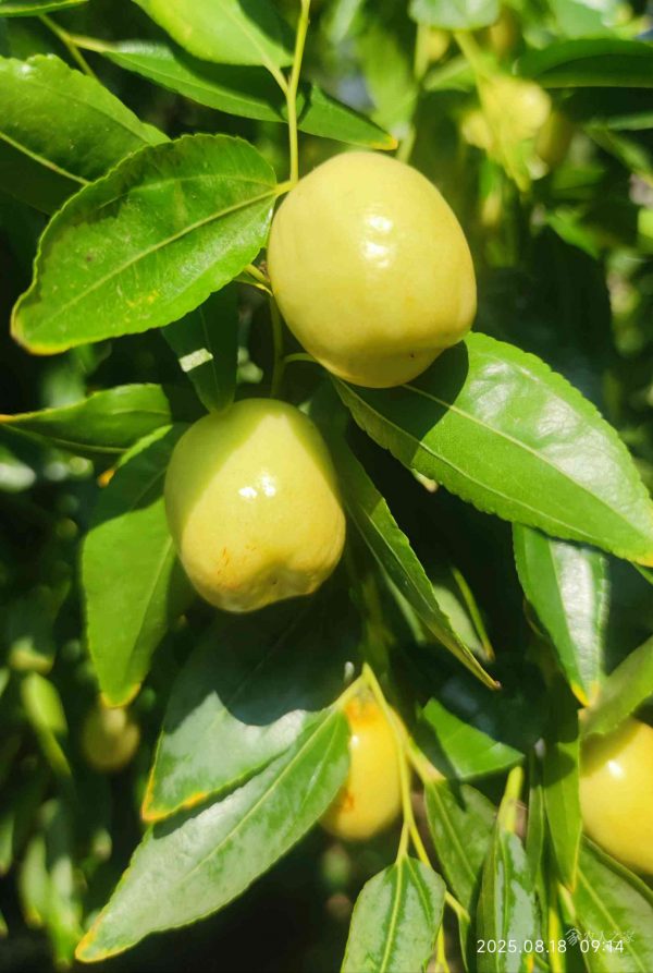 Mi Jujube (米枣) - Image 2