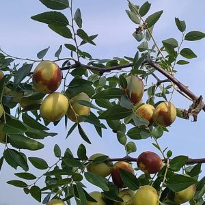 Hongdan Crisp Jujube Tree (红丹脆枣)