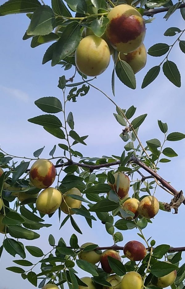 Hongdan Crisp Jujube (红丹脆枣) - Image 2