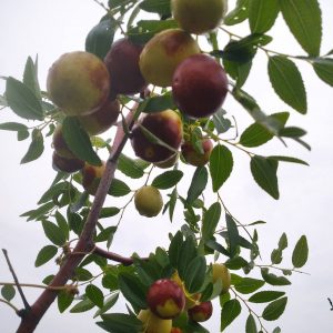 Hongdan Crisp Jujube (红丹脆枣)