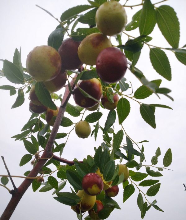 Hongdan Crisp Jujube (红丹脆枣)
