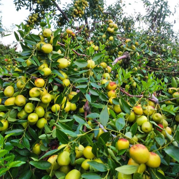 Hongdan Crisp Jujube (红丹脆枣) - Image 3