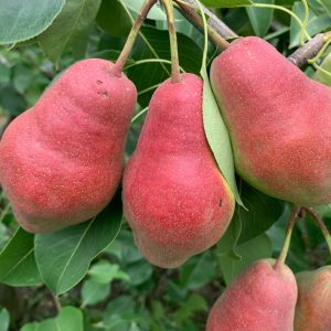 Hong Guifei Fragrant Pear (红贵妃香梨)