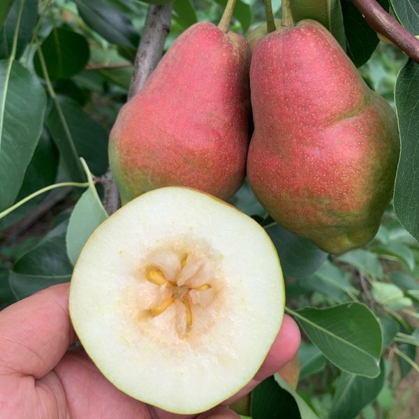 Hong Guifei Fragrant Pear (红贵妃香梨) - Image 4