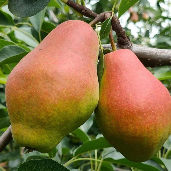 Hong Guifei Fragrant Pear (红贵妃香梨) - Image 2