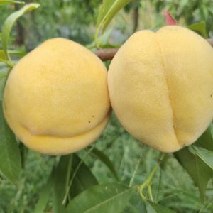 Japanese Meixin Yellow Peach ( 日本美心黄桃)