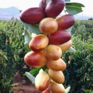 Cuimi No.1 Jujube Tree (脆蜜1号枣)