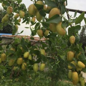 Cui Mi No.1 Jujube (脆蜜1号枣)