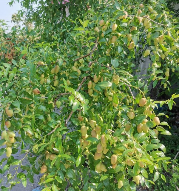 Cui Mi No.1 Jujube (脆蜜1号枣) - Image 4