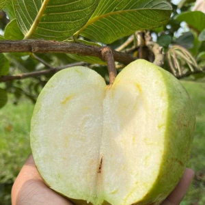 Round-Leaf Seedless Guava (圆叶无籽番石榴)