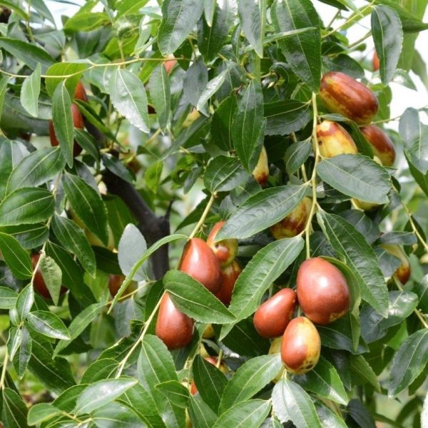 Luojiang Guifei Jujube (罗江贵妃枣) - Image 6