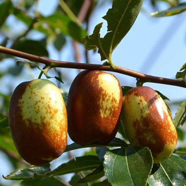 Luojiang Guifei Jujube (罗江贵妃枣) - Image 5
