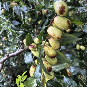 Luojiang Guifei Jujube Tree (罗江贵妃枣)