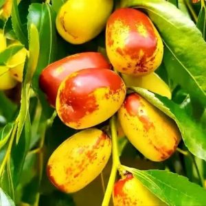 Guifei Jujube Tree (贵妃枣)