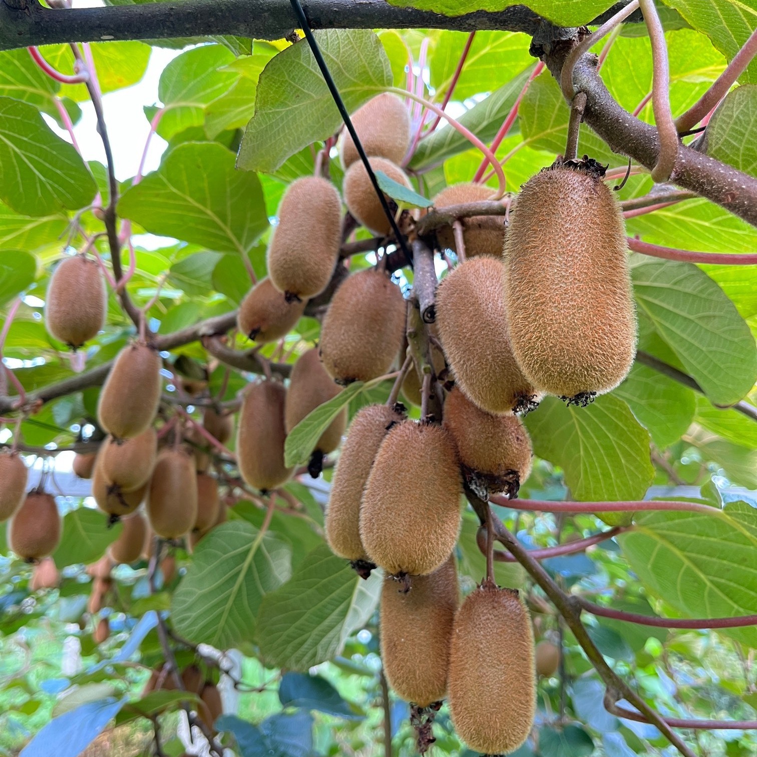 Guichang Kiwi (贵长猕猴桃)
