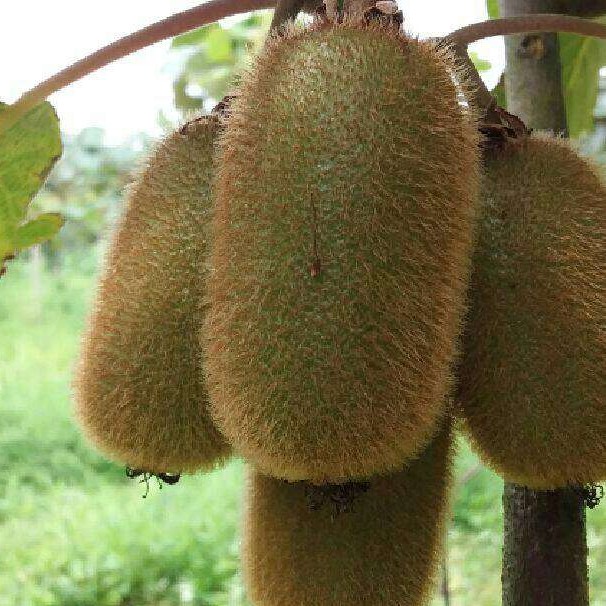 Guichang Kiwi (贵长猕猴桃) - Image 2