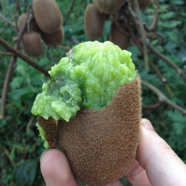 Guichang Kiwi (贵长猕猴桃) - Image 4