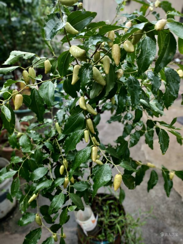 Lajiao Jujube (辣椒枣) - Image 3