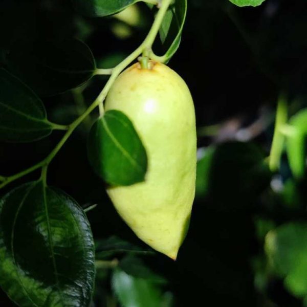 Lajiao Jujube (辣椒枣) - Image 2