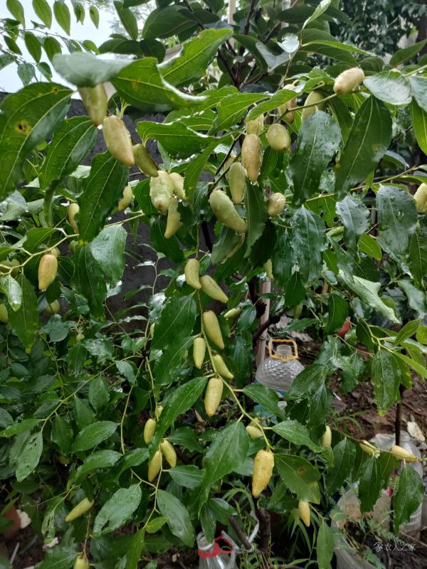 Lajiao Jujube (辣椒枣) - Image 4