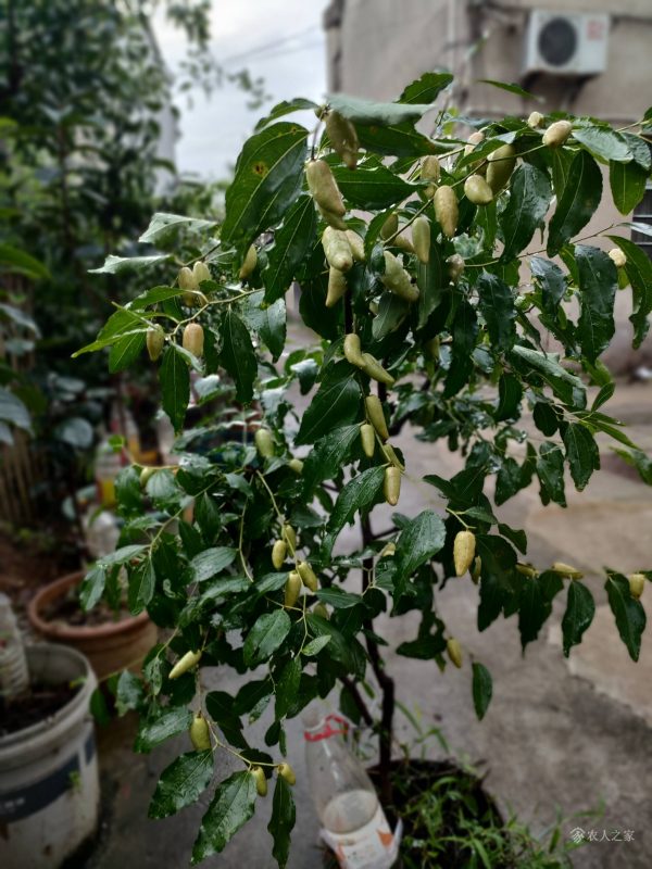 Lajiao Jujube (辣椒枣) - Image 5