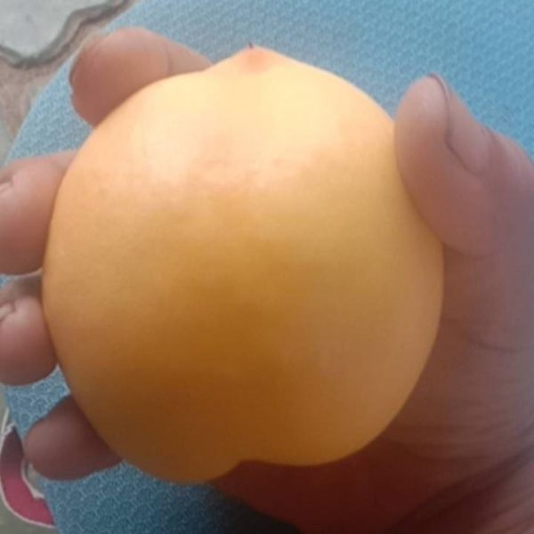 Qianshu No. 9 Yellow Nectarine (钱树九黄油桃) - Image 4