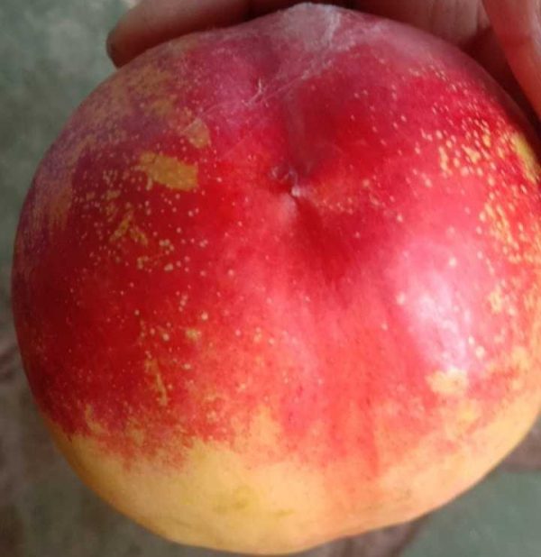 Qianshu No. 9 Yellow Nectarine (钱树九黄油桃) - Image 3