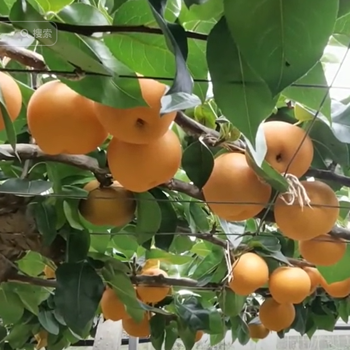 Zhenxuan No. 3 Pear Tree (镇选3号梨) - Image 2