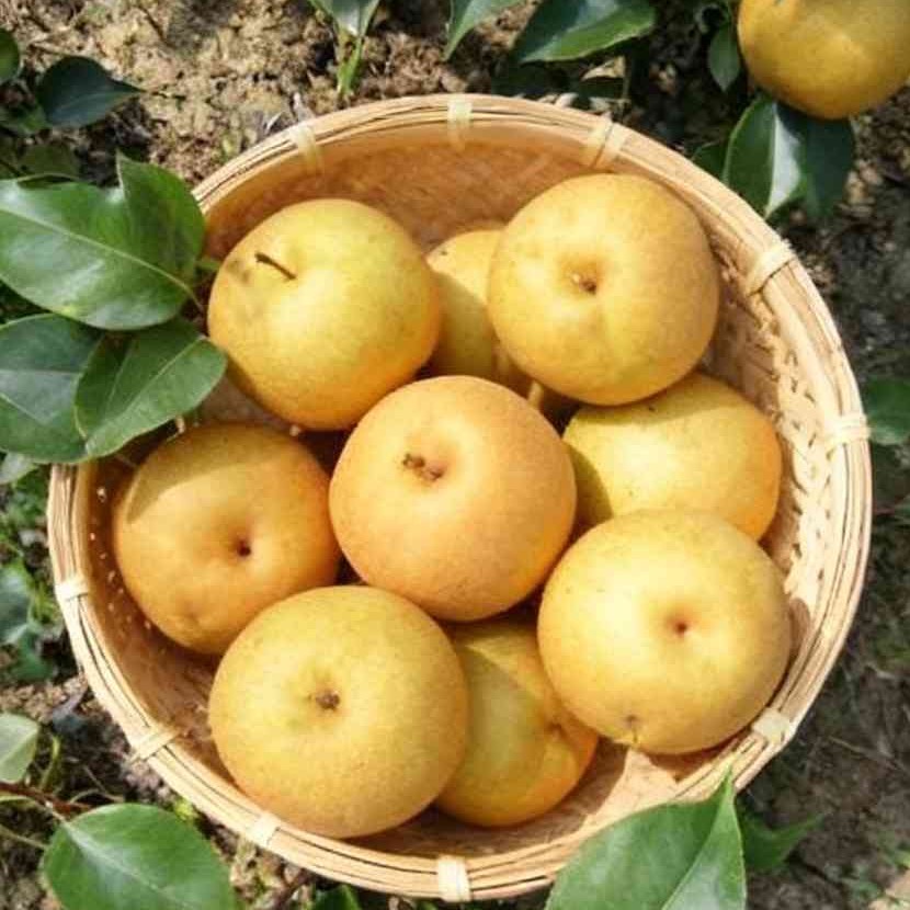 Zhenxuan No. 3 Pear Tree (镇选3号梨) - Image 3