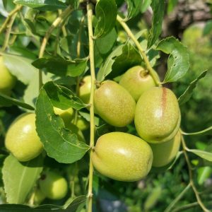 Changling Jujube Tree (长玲枣)