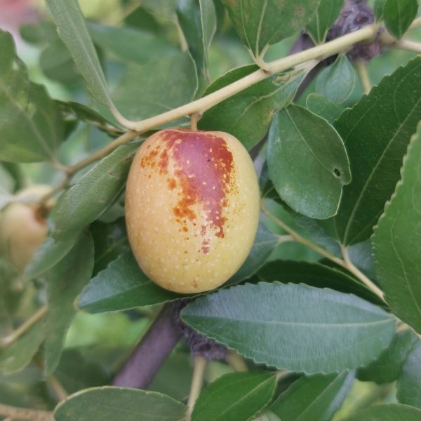 Changling Jujube (长玲枣) - Image 5