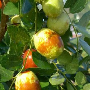 Changling Jujube (长玲枣)