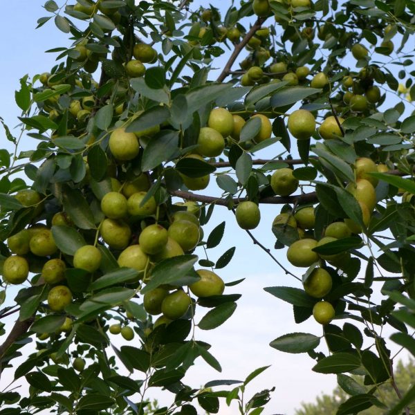 Changling Jujube (长玲枣) - Image 2