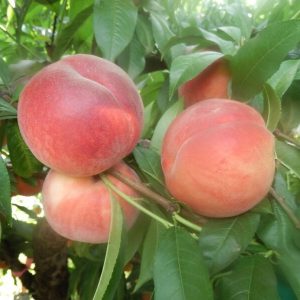 Xiahui No. 10 Honey Peach (霞晖10号水蜜桃)