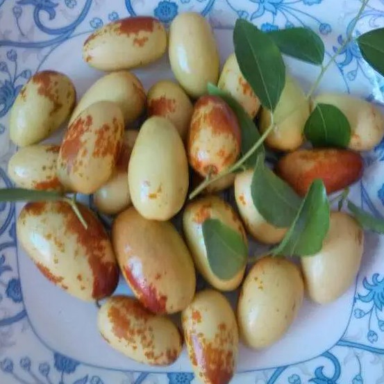 Horse’s Teeth Jujube Tree (马牙枣) - Image 2