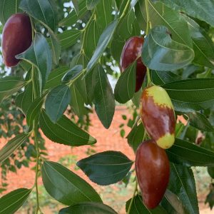 Horse’s Teeth Jujube (马牙枣)