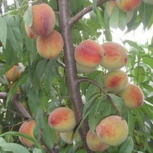 Huangjin Meili Dual-Purpose Peach (Flower and Fruit) (黄金美丽花果两用桃)