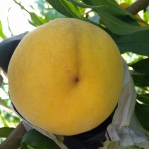 Golden Honey Peach No. 4 (黄金蜜桃4号)