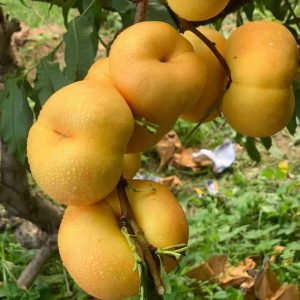 Zhongyoupan Weidi Flat Nectarine (中油蟠味帝)