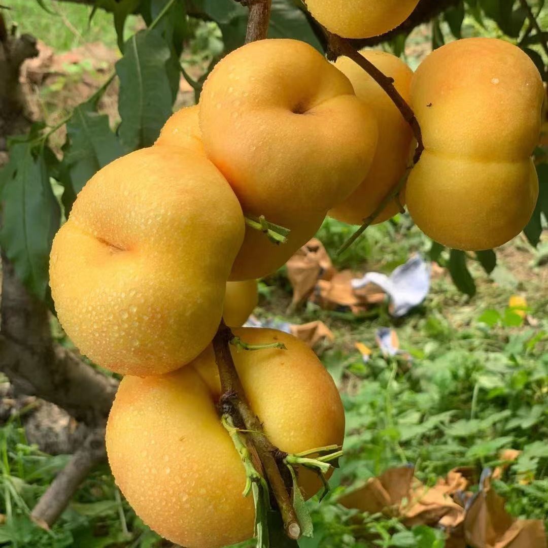 Zhongyoupan Weidi Flat Nectarine (中油蟠味帝)