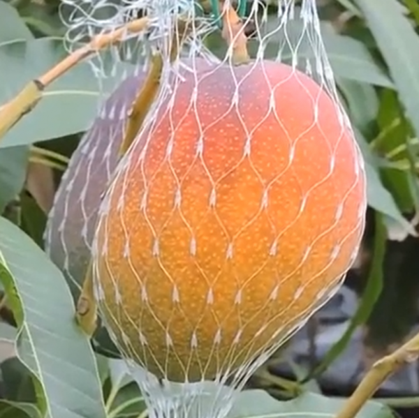 Miyazaki Mango (宫崎芒果) - Image 4
