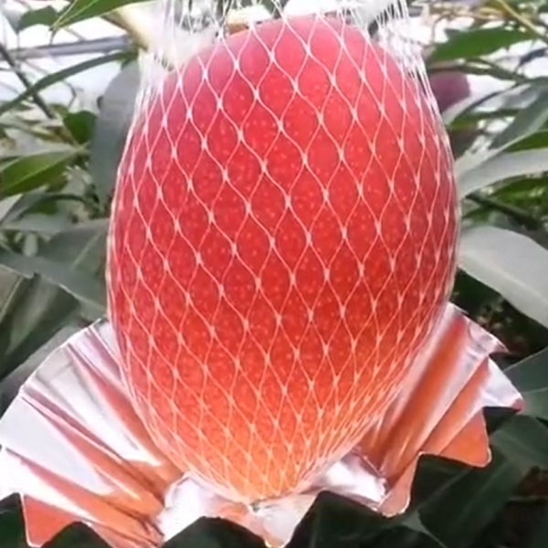 Miyazaki Mango (宫崎芒果) - Image 3