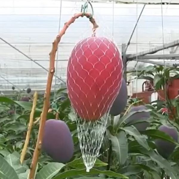 Miyazaki Mango (宫崎芒果) - Image 2