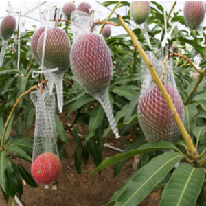 Miyazaki Mango (宫崎芒果)